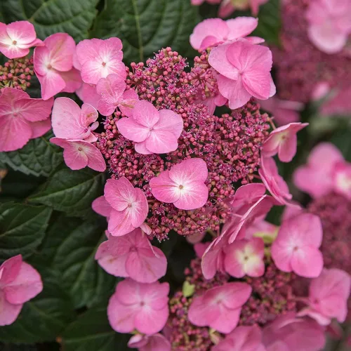 Vista 2 de Blooming & Beautiful - Pop Star Bigleaf Hydrangea - 3 gal - Hortensias de verano sin fin - Rebloomer pesado compacto - Flores azules rosadas - Zonas