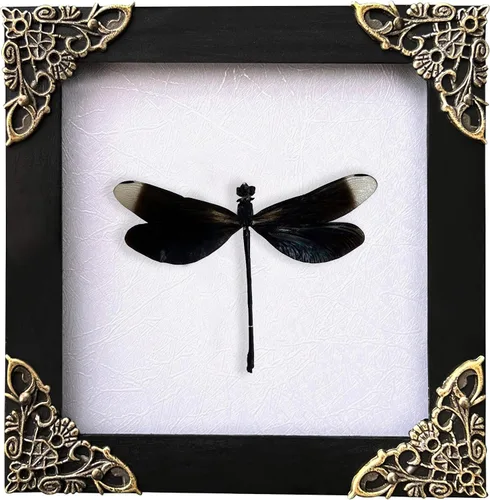 Vista 14 de 2 Real Dragonfly Specimens Shadow Box Framed Insect Display Oddities Curiosities Entomology Collection Natural History Wall Decor Gift for Nature