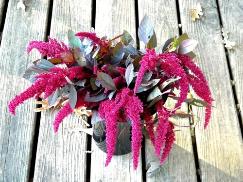 Vista 4 de Amaranto Amaranthus Paniculatus Semillas exóticas para plantar en su jardín Más de 400 semillas