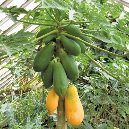 Vista 4 de CHUXAY GARDEN Semillas de papaya enana 20 semillas de árboles frutales dulces La jardinería crece en solo semanas de bajo mantenimiento