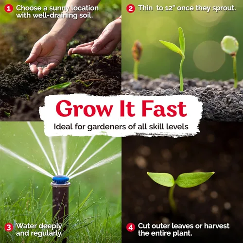 Vista 3 de KVITER 500 Semillas de Mostaza Oriental – Mostaza China, GAI Choy – Brassica Juncea – Semillas frescas orgánicas para plantar – Semillas vivas
