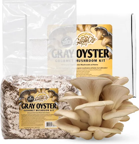 Vista 5 de Kit de hongos gourmet de melena de león - Bolsa de cultivo para hongos - Cultiva hongos melena de león premium en casa - Deliciosos y 100% naturales