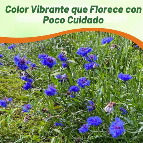 Vista 6 de Semillas de aciano Outsidepride, Azul