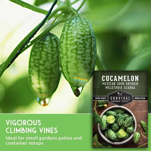 Vista 3 de Semillas de Cucamelon para plantar – Pepino amargo mexicano de pepinillo de sandía – Cucamelones tradicionales sin OMG – Semillas de jardín