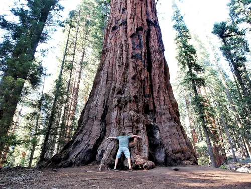 Vista 4 de 40 semillas de secuoya gigante Sequoiadendron giganteum Sierra Redwood
