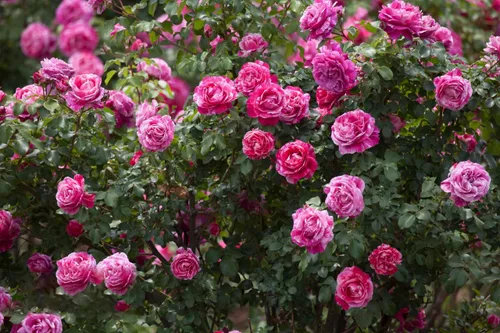 Vista 6 de Más de 200 semillas de rosas trepadoras para plantar al aire libre, flor de vid vibrante, flores ornamentales de jardín de larga duración (mezcladas)