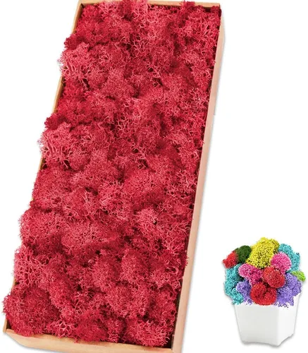Vista 14 de Musgo de reno azul de 3.5 onzas, musgo preservado para plantas, decoración de musgo, musgo verde para manualidades, musgo para plantas en maceta