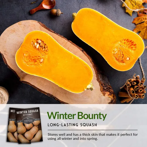 Vista 6 de Semillas de calabaza Butternut para plantar, semillas de vegetales sin OMG, alto rendimiento y cultivo fácil de cultivar para almacenamiento