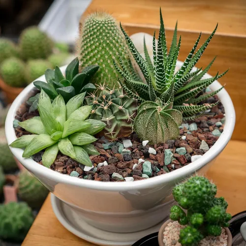 Vista 7 de Mezcla de suelo para bonsái de 2 cuartos, lava, corteza, roca volcánica, zeolita verde y perlita, mezcla orgánica natural para plantas en maceta