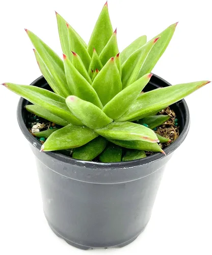 Vista 2 de ragnaroc Plantas suculentas vivas – Echeveria Agaviodes Ebony, enraizadas en maceta de 4 pulgadas – 1 unidad – Llegada viva garantizada – Plantas
