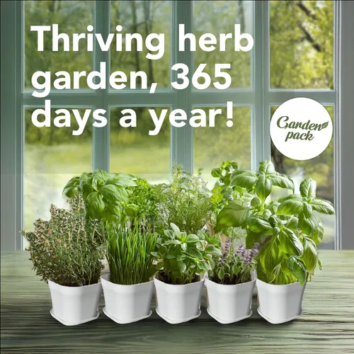 Vista 5 de Garden Pack Jardín de hierbas para ventana interior de 10 hierbas, incluye macetas, bandejas y tierra comprimida para un fácil cultivo de hierbas