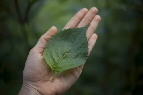 Vista 4 de Shiso Leaf Tea - " Mauifarmacy Grown Perilla "- USA