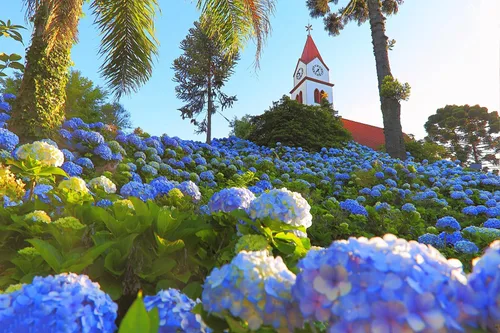 Vista 5 de Más de 100 semillas de hortensias mixtas para plantar Macrophylla Bola de nieve gigante Bonsái Hortensia Arbusto de rápido crecimiento