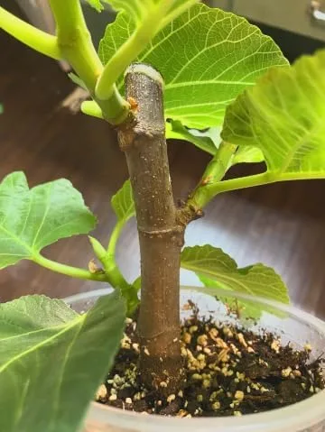 Vista 8 de Peter's Honey Fig Tree - Planta viva en maceta, fruta dulce, resistente al frío, fácil de cultivar