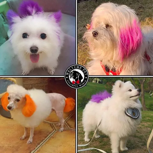 Vista 2 de Tinte para el Cabello Arcoíris para Mascotas, Permanente, Profesional, Color Brillante para Perros y Caballos