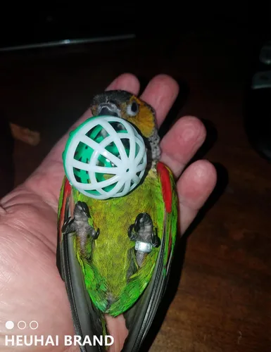Vista 8 de Juego de 23 piezas de juguete para pájaros con campanas de larga