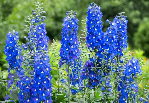 Vista 2 de Blue Delphinium Flower Seeds - Más de 100 semillas - Cultiva flores silvestres majestuosas de Delphinium - Fabricado en Estados Unidos