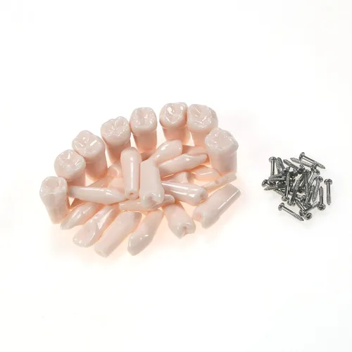 Vista 3 de 32 piezas de dientes Typodont extraíbles para dientes Typodont modelo compatible con Kilgore Nissin práctica dental y enseñanza (28 dientes)