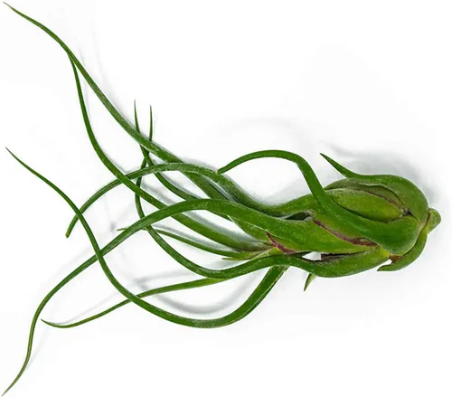 Vista 9 de Tillandsia Plantas de aire vivas de interior (paquete de 100), plantas de aire, recuerdos de fiesta a granel o recuerdos de boda, plantas vivas