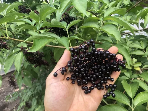 Vista 3 de Semillas de Gaea's Blessing - Semillas de saúco - Saúco negro americano tradicional - Semillas sin transgénicos con instrucciones de plantación
