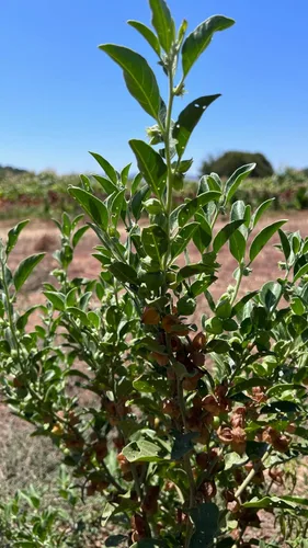 Vista 4 de Plant Good Seed Semillas orgánicas de Ashwagandha para plantar: hierba ayurveda, raíces blancas - Paquete de 80 semillas