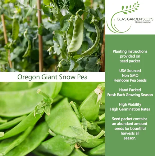 Vista 2 de Semillas de guisantes de nieve gigantes de Oregon para plantar, más de 25 semillas de reliquia por paquete, semillas de jardín de Isla