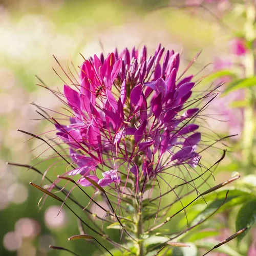 Vista 7 de Eden Brothers Cleome Seeds - Cherry Queen