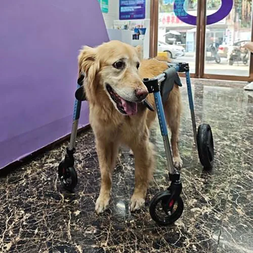 Vista 2 de Silla de ruedas ajustable para perros – Ayuda de movilidad de aluminio, soporte de 4 ruedas, ajuste con botón, neumáticos de doble rodamiento