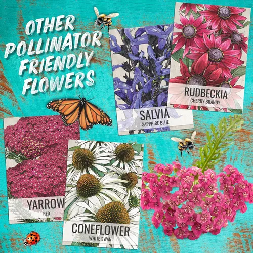 Vista 8 de Seed Needs Semillas de algodoncillo de mariposa naranja para mariposas monarca, 1 paquete