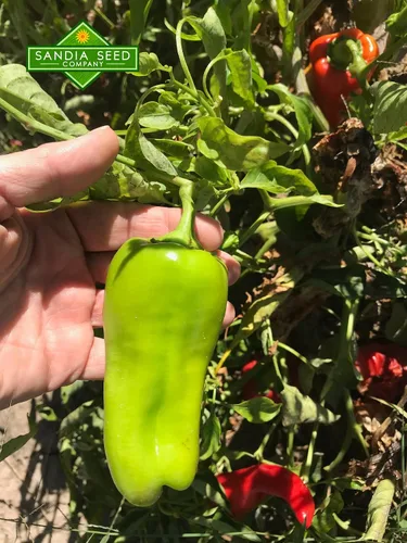Vista 2 de Cubanelle - Pimiento dulce italiano para freír, 10 semillas, sin OMG