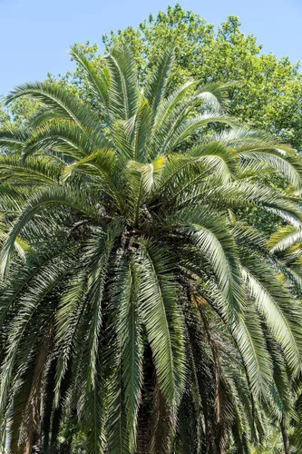 Vista 2 de 10 semillas comestibles de plantas de interior de árbol frutal de Coco Palm Jalea de Palma Pindo Butia Capitata