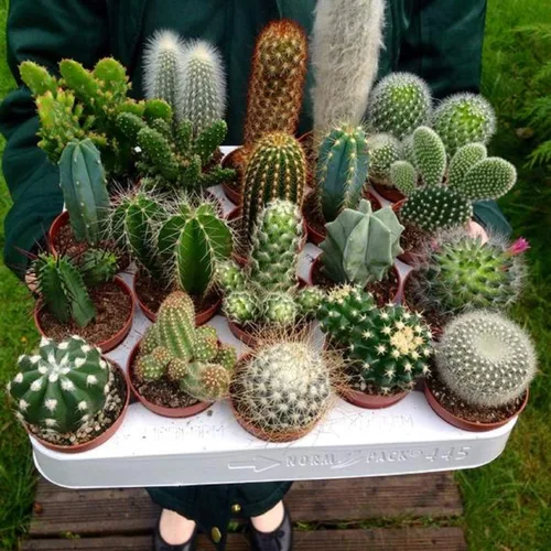 Vista 6 de Cactus/suculenta ornamental exótica mezcla interior orgánica sin OMG