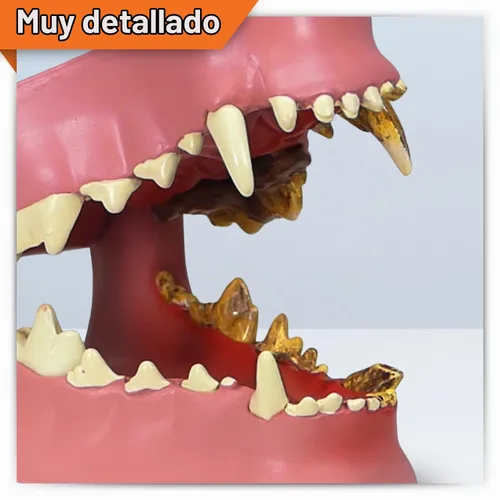Vista 2 de GPI Anatomicals Modelo de mandíbula canina con dientes para anatomía canina