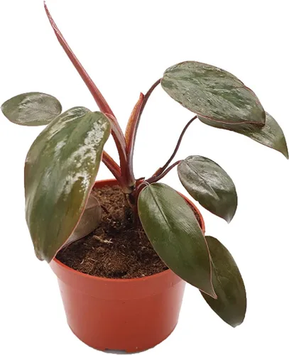 Vista 15 de Philodendron Bipennifolium Aurea - Maceta de 4" de California Tropicals
