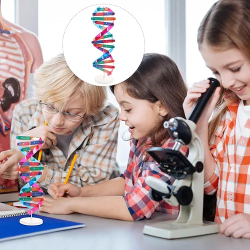 Vista 9 de NUOBESTY Kit de modelo de ADN, modelo de estructura de doble hélice, 13 pulgadas para ensamblar ayuda docente de biología con soporte