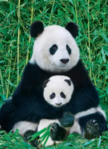 Vista 2 de EuroGraphics Panda and Baby 6000-0173 - Rompecabezas de 1000 piezas, multicolor