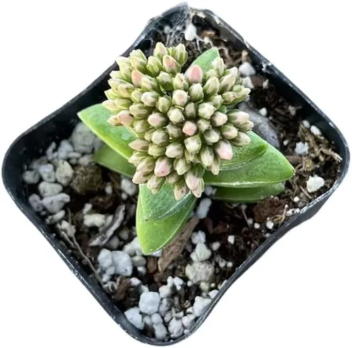 Vista 3 de Plantas suculentas vivas de USKC (maceta de 5 cm Crassula 'Tiempo de primavera')