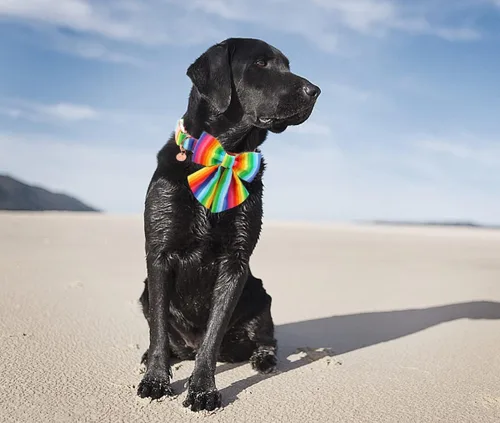Vista 4 de DOGWONG Collar de verano estilo hawaiano para perros machos/hembras, perfecto para vacaciones, vacaciones y rutinas relajantes