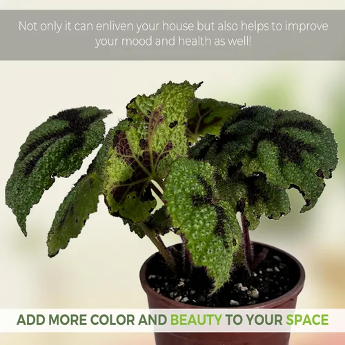 Vista 2 de LEAL PLANTS ECUADOR Begonia Cruz de Hierro, paquete de 2 unidades, Begonia de hojas pintadas para decoración, impresionante planta de follaje