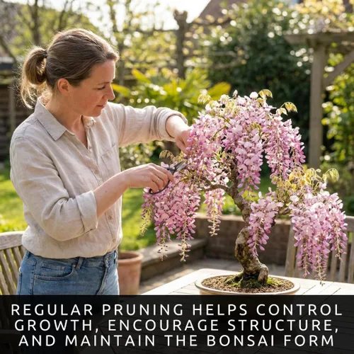 Vista 3 de 5 semillas de árbol bonsái de glicina rosa para plantar, Wisteria Floribunda, semillas de bonsái para plantar, semillas de árbol en flor, enredadera