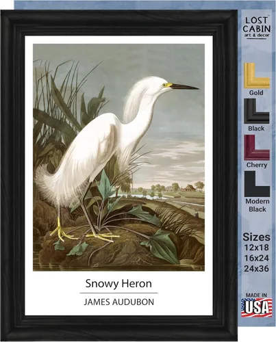 Vista 33 de Lost Cabin American Flamingo por James Audubon Impresión en marco biselado negro Reproducción de pintura de obras de arte finas Póster