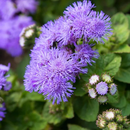 Vista 5 de 100 semillas Ageratum Blue Mistflower