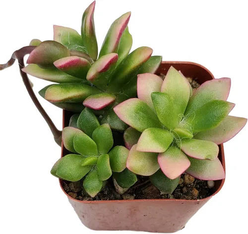 Vista 9 de Fat Plants - Colección de suculentas colgantes