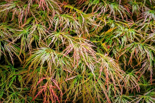 Vista 4 de 10 Weeping LACELEAF Maple Japanese Acer Palmatum Dissectum Green Yellow Red Tree Seeds