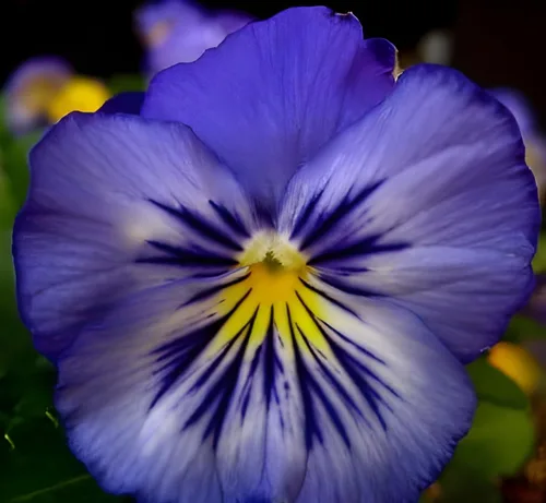 Vista 4 de Swiss Giant Pansy Seeds (Viola × wittrockiana) - Flores grandes y vibrantes en colores mixtos, sin OMG, resistentes al frío, anual de larga