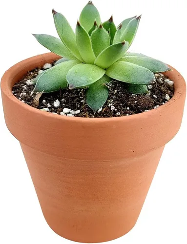 Vista 2 de Sempervivum Calcareum - Maceta de arcilla de 2 pulgadas + maceta de arcilla – Planta suculenta saludable Sempervivum Live de fácil cuidado
