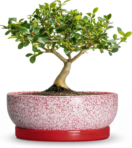 Vista 57 de Succulent Pots, 6 Inch Ceramic Bonsai Pots with Saucer, Blue