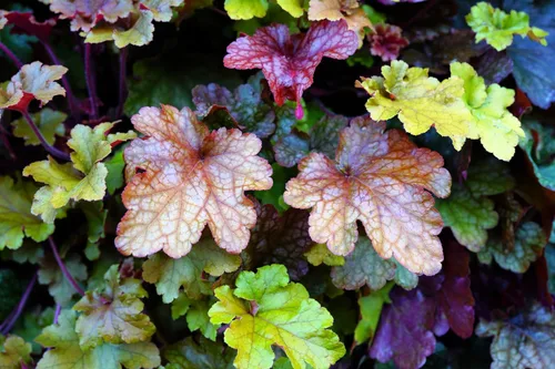 Vista 3 de 1200 BRESSINGHAM Campanas de Coral Mixtas Heuchera Sanguinea Semillas de Flor