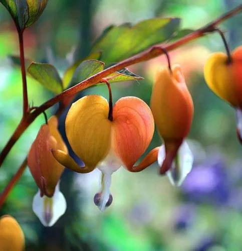 Vista 5 de Más de 20 semillas de corazón sangrante mixto Dicentra Spectabilis Shade
