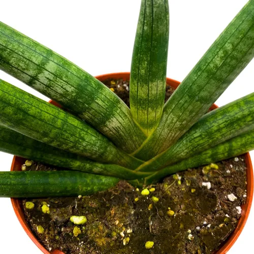 Vista 4 de BubbleBlooms Sansevieria Boncel Starfish - Planta de serpiente rara de 6 pulgadas